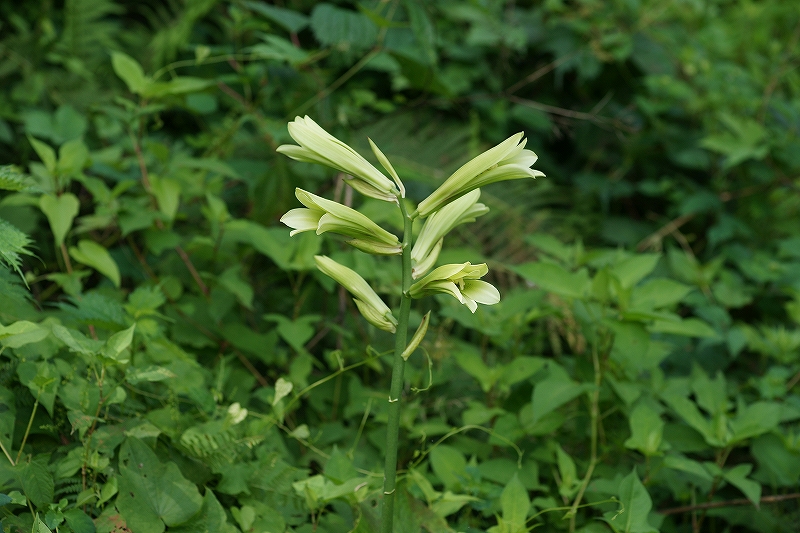 ubayuri001 (2)1.jpg